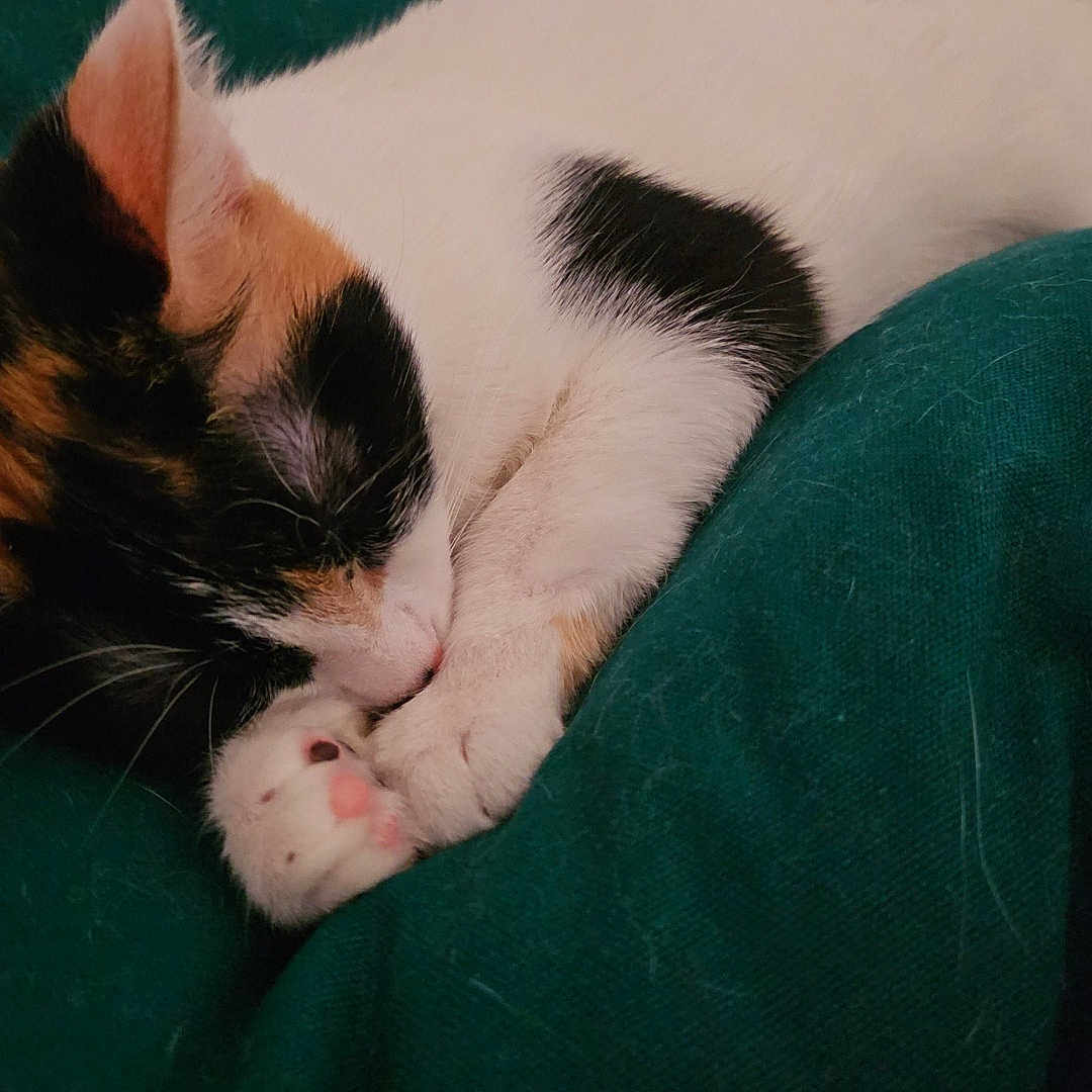 Ahri participe au concours pour gagner de l'argent avec cette photo : animal, blanket, calico, cat, close_up, cozy, cute, feline, fur, green_blanket, indoor, nap, paw, peaceful, pet, pink_paw_pads, resting, sleeping, soft_texture, whiskers