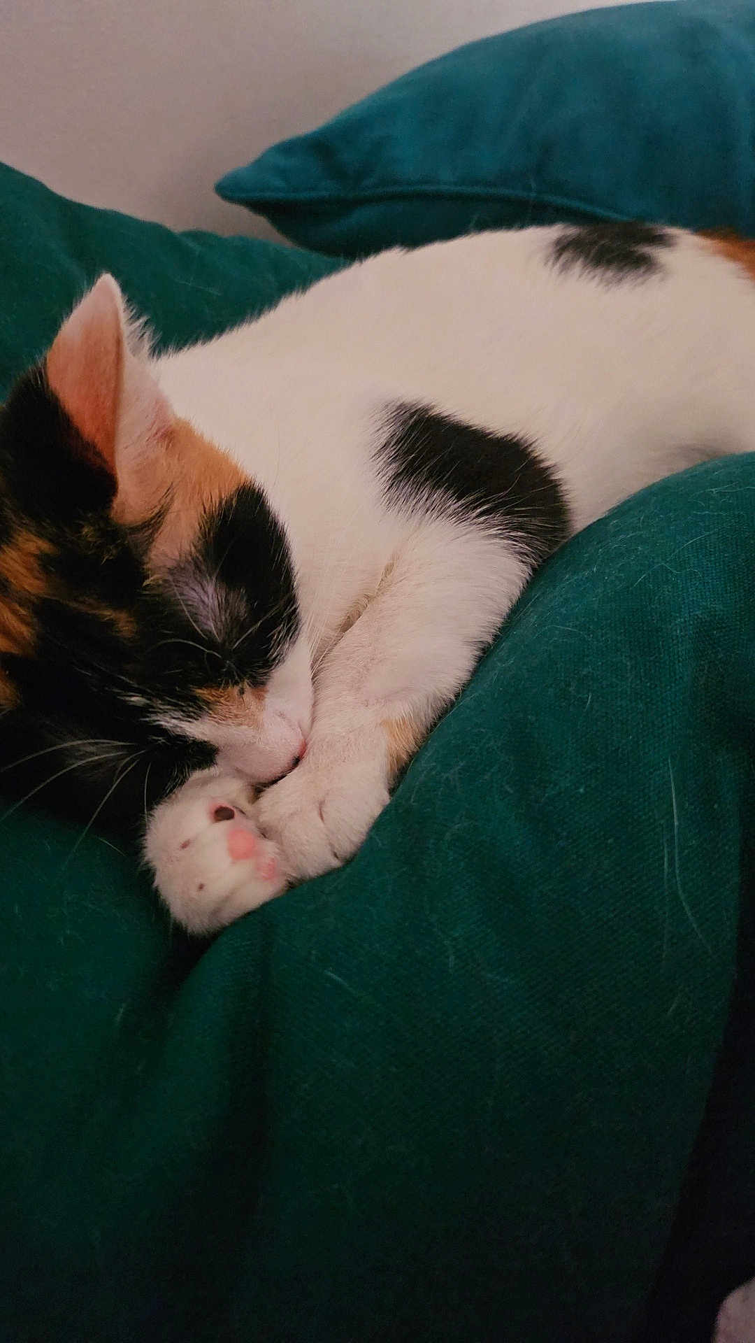 Ahri participe au concours pour gagner de l'argent avec cette photo : cat, calico, sleeping, cozy, paw, pink_paw_pads, fur, blanket, green_blanket, indoor, resting, cute, animal, pet, whiskers, close_up, nap, soft_texture, peaceful, feline