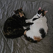 Mia participe au concours pour gagner de l'argent avec cette photo : cat, calico, two_cats, bed, blanket, indoor, resting, sleeping, fur, pet, animal, cozy, cute, curious, domestic, whiskers, ears, tail, relaxed, companionship