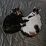 animal, bed, blanket, calico, cat, companionship, cozy, curious, cute, domestic, ears, fur, indoor, pet, relaxed, resting, sleeping, tail, two_cats, whiskers