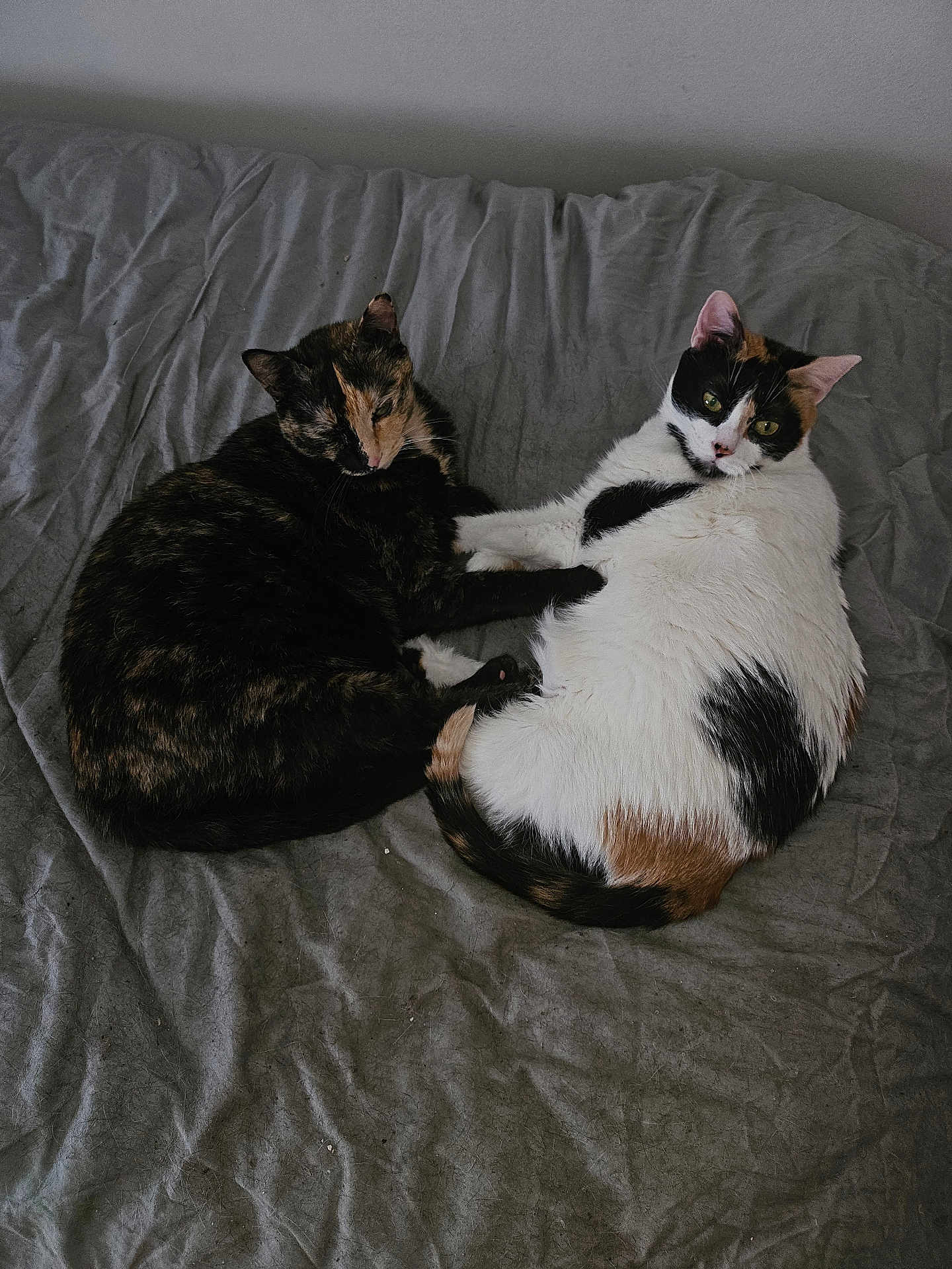 Mia participe au concours pour gagner de l'argent avec cette photo : cat, calico, two_cats, bed, blanket, indoor, resting, sleeping, fur, pet, animal, cozy, cute, curious, domestic, whiskers, ears, tail, relaxed, companionship