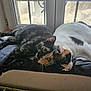 animals, calico_cat, cat, cats, closeup, cozy, cuddle, domestic, feline, fur, indoor, natural_light, pets, relaxation, resting, sleeping, tortoiseshell_cat, two_animals, window, windowsill