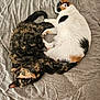 animal_pair, bed, blanket, calico_cat, cat, cozy, curled_up, cute, domestic_animal, fur, green_eyes, indoor, lying_down, pets, pink_slippers, resting, sleeping, tortoiseshell_cat, whiskers, wooden_floor