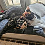 animal, cat, companion, cozy, feline, fur, household, indoor, laying_down, paw, pets, relaxing, resting, stretching, sunlight, tortoiseshell_cat, whiskers, white_cat, window, windowsill