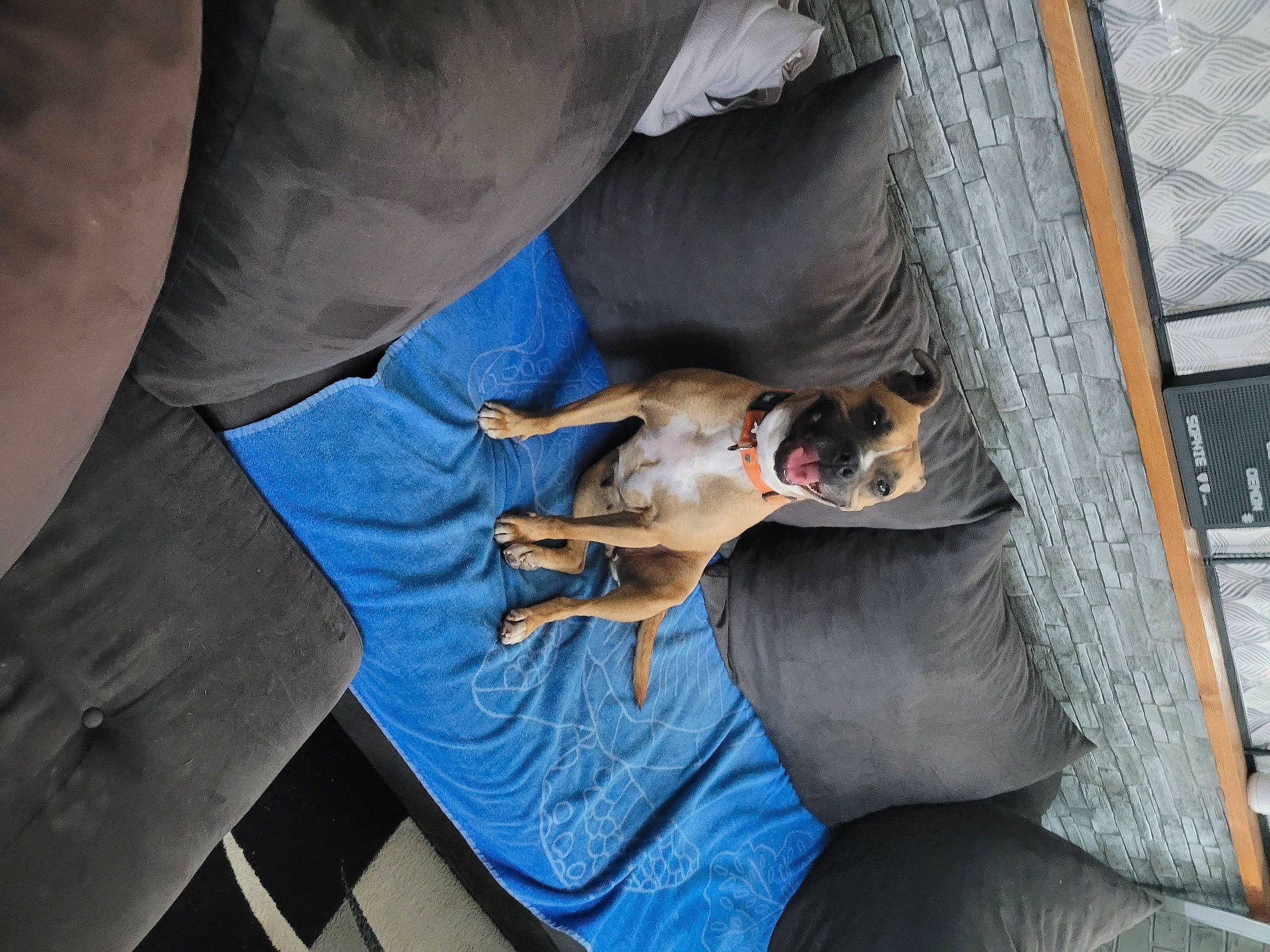 Oxy a rejoint le concours — aidez-le/la à gagner de superbes lots ! canidae, carnivore, collar, comfort, companion_dog, dog, dog_breed, elbow, fawn, human_leg, pet_supply, sporting_group, working_animal, wrist