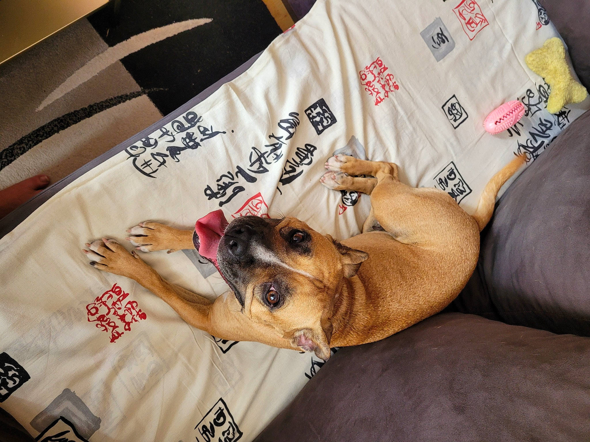 Oxy participe au concours pour gagner de l'argent avec cette photo : carnivore, comfort, companion_dog, couch, dog, dog_breed, dog_supply, fawn, font, fur, linens, sleeve, toy_dog, wrist