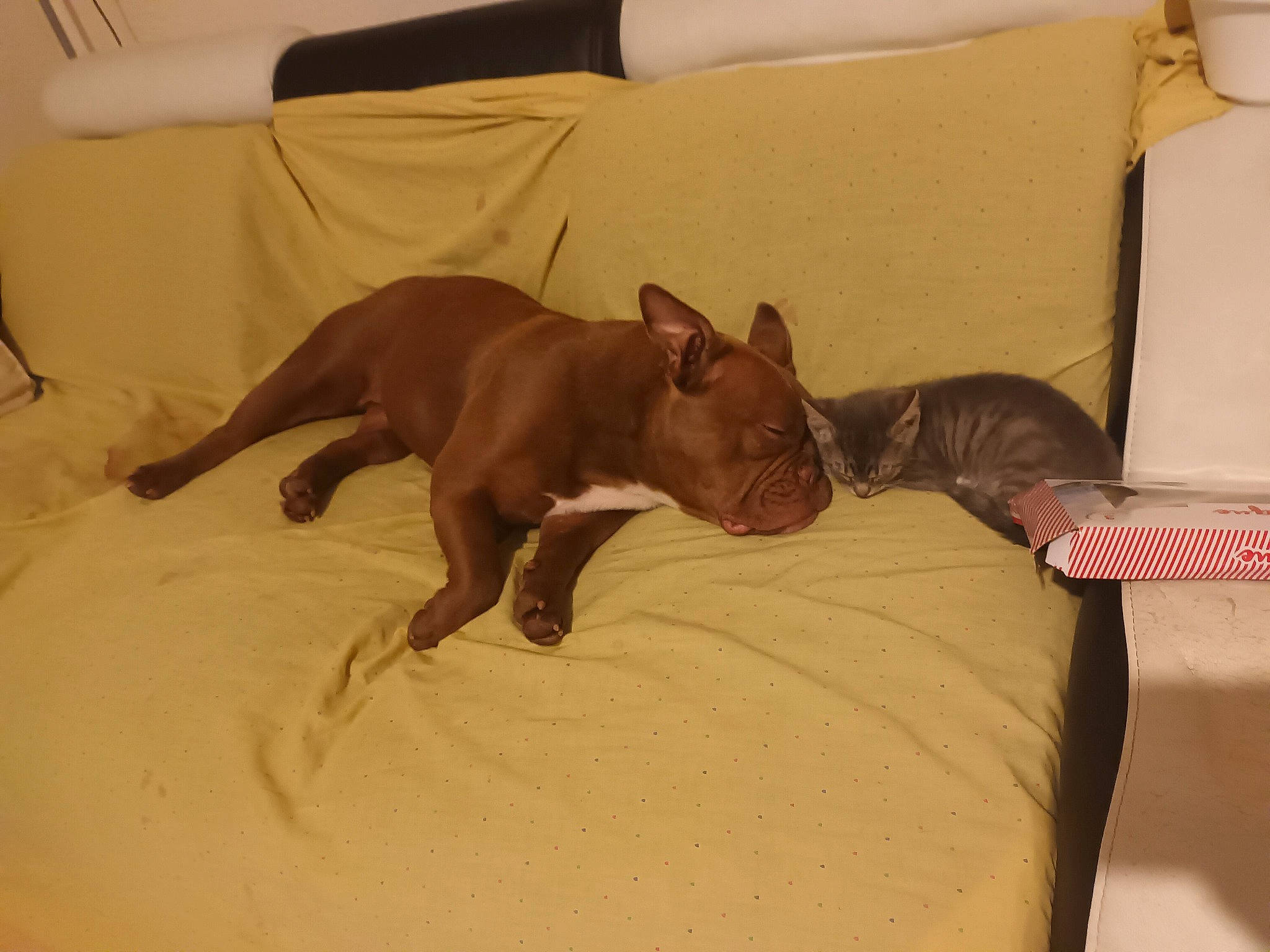 Haiti a rejoint le concours — aidez-le/la à gagner de superbes lots ! canidae, carnivore, comfort, companion_dog, couch, dog, dog_breed, dog_supply, fawn, felidae, furniture, liver, room, small_to_medium_sized_cats, sporting_group, tail, terrestrial_animal, toy_dog, whiskers, working_animal