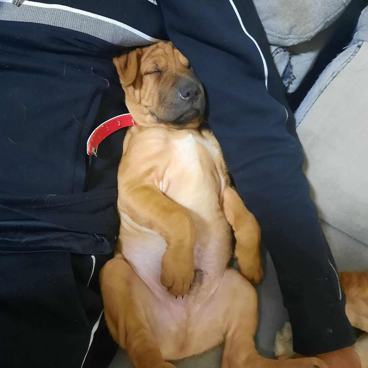 Vendetta a rejoint le concours — aidez-le/la à gagner de superbes lots ! animal, baby, bodypart, boxer, bulldog, canine, couch, cushion, dog, finger, frenchbulldog, furniture, hand, hound, labradorretriever, person, pet, pitbull, puppy, sleeping
