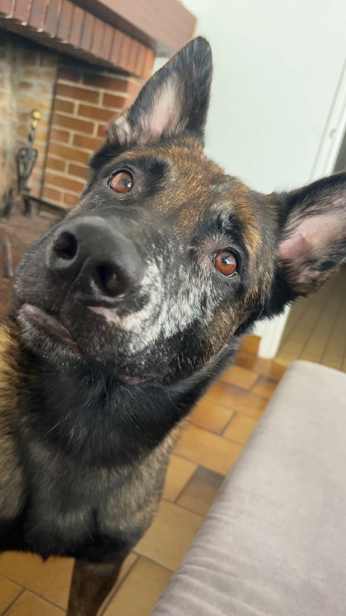 Raiko a rejoint le concours — aidez-le/la à gagner de superbes lots ! canidae, carnivore, collar, companion_dog, dog, dog_breed, dog_collar, ear, eye, fur, guard_dog, herding_dog, jaw, snout, sporting_group, whiskers, working_animal, working_dog