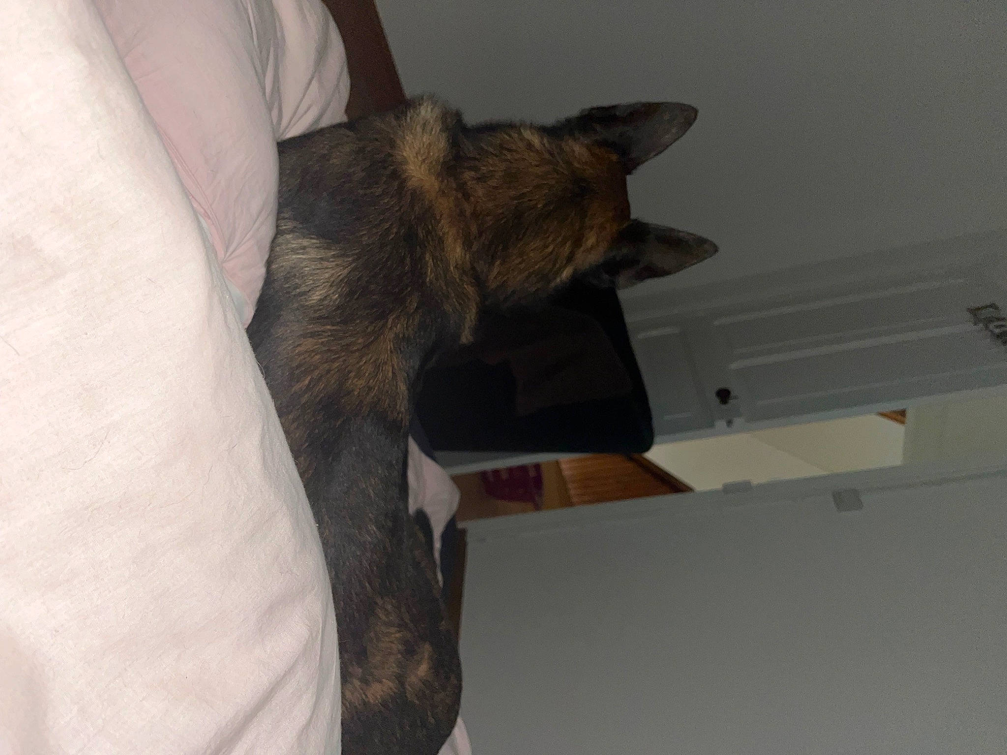 Raiko participe au concours pour gagner de l'argent avec cette photo : carnivore, cat, claw, comfort, dog_breed, domestic_short_haired_cat, ear, fawn, felidae, flooring, fur, grey, hardwood, room, small_to_medium_sized_cats, tail, whiskers, wood