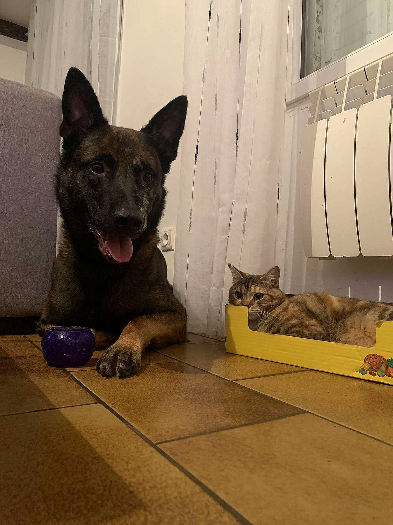 Raiko a rejoint le concours — aidez-le/la à gagner de superbes lots ! carnivore, cat, comfort, companion_dog, dog, dog_breed, domestic_short_haired_cat, door, felidae, floor, flooring, foot, fur, grey, hardwood, small_to_medium_sized_cats, snout, tail, whiskers, wood