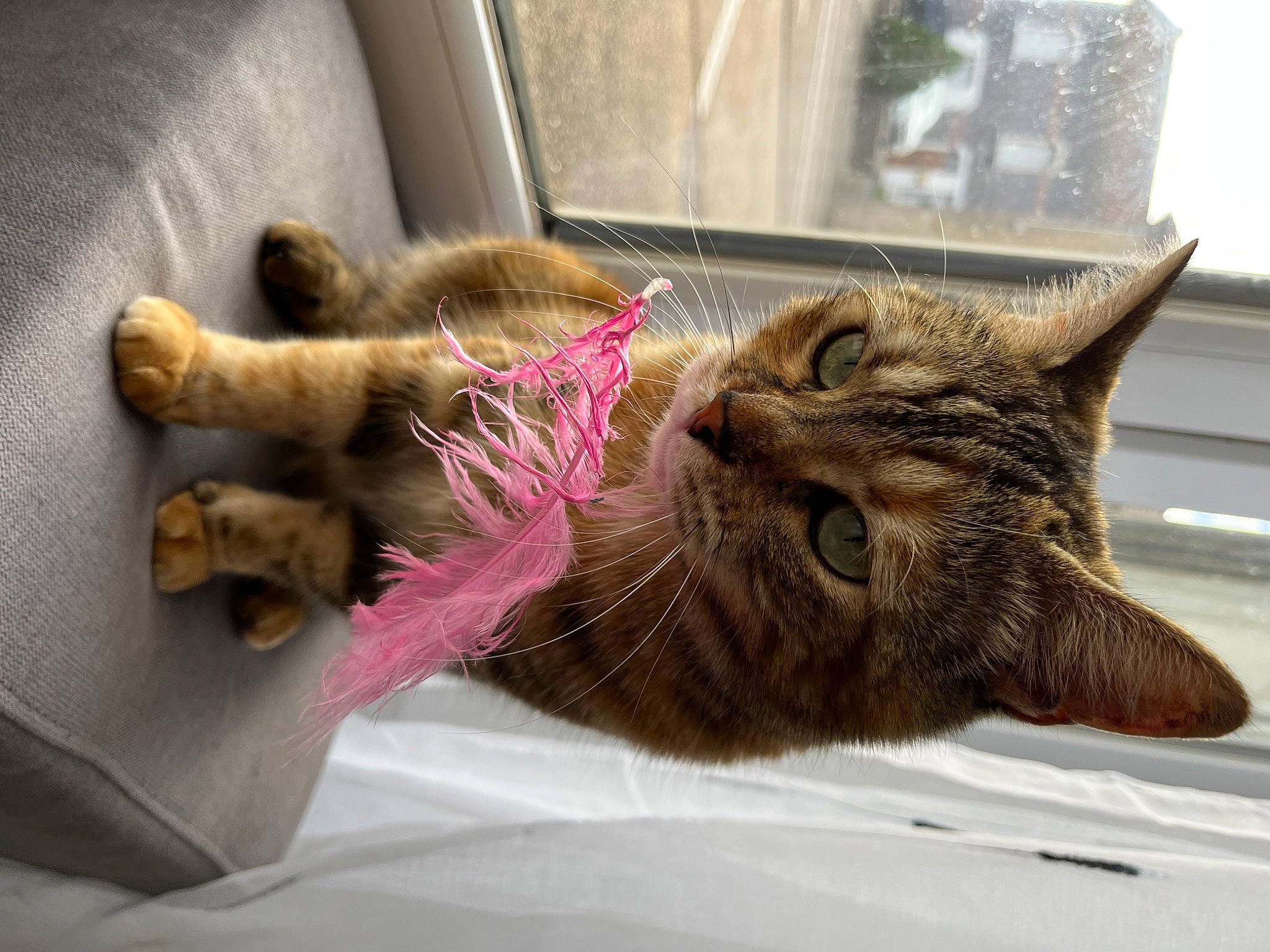 Manou a rejoint le concours — aidez-le/la à gagner de superbes lots ! carnivore, cat, claw, domestic_short_haired_cat, fawn, felidae, flooring, fur, liver, paw, small_to_medium_sized_cats, snout, tail, whiskers, window, wood