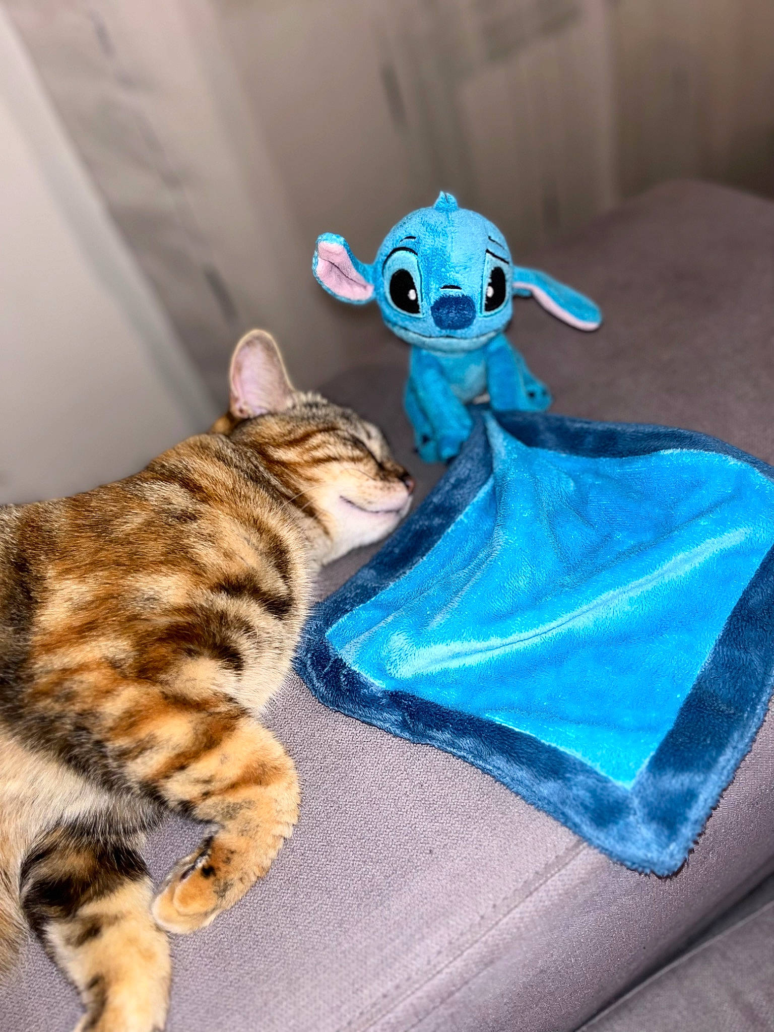 Manou a rejoint le concours — aidez-le/la à gagner de superbes lots ! carnivore, cat, domestic_short_haired_cat, electric_blue, fashion_accessory, fawn, felidae, fictional_character, fur, jewellery, mammal, paw, sitting, small_to_medium_sized_cats, souvenir, stuffed_toy, tail, teddy_bear, toy, whiskers