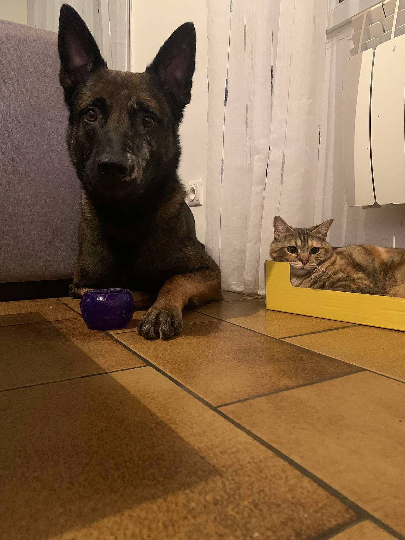 Manou participe au concours pour gagner de l'argent avec cette photo : carnivore, cat, comfort, companion_dog, dog, dog_breed, domestic_short_haired_cat, door, fawn, felidae, floor, flooring, fur, grey, hardwood, small_to_medium_sized_cats, snout, tail, whiskers, wood