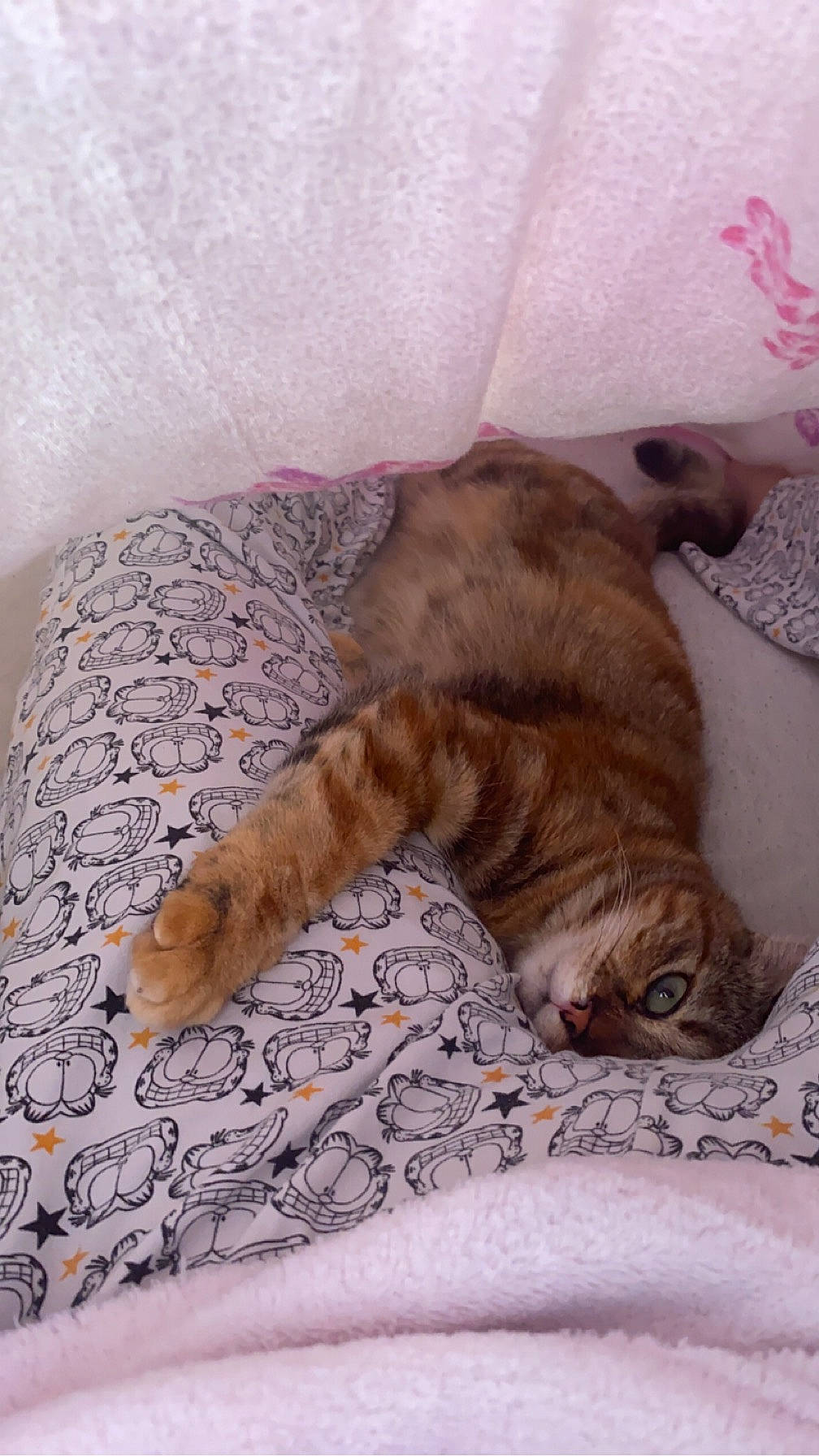 Manou participe au concours pour gagner de l'argent avec cette photo : canidae, carnivore, cat, claw, comfort, companion_dog, dog_breed, domestic_short_haired_cat, fawn, felidae, fur, linens, liver, small_to_medium_sized_cats, sporting_group, tail, terrestrial_animal, textile, whiskers, wood