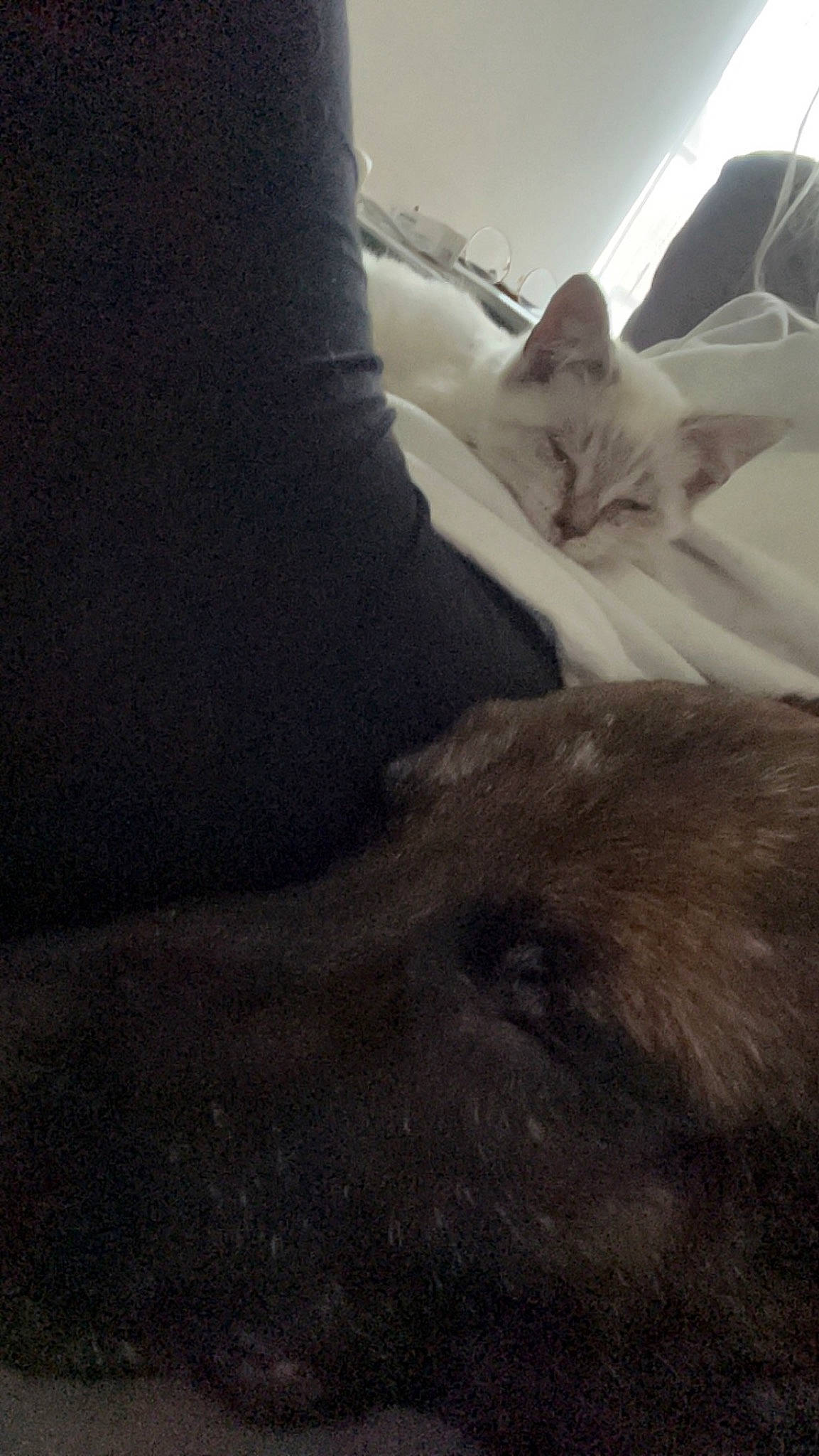 Snow a rejoint le concours — aidez-le/la à gagner de superbes lots ! bedding, carnivore, cat, cloud, comfort, domestic_short_haired_cat, felidae, fur, human_leg, landscape, linens, sand, shadow, sky, small_to_medium_sized_cats, soil, tail, tints_and_shades, whiskers, wood