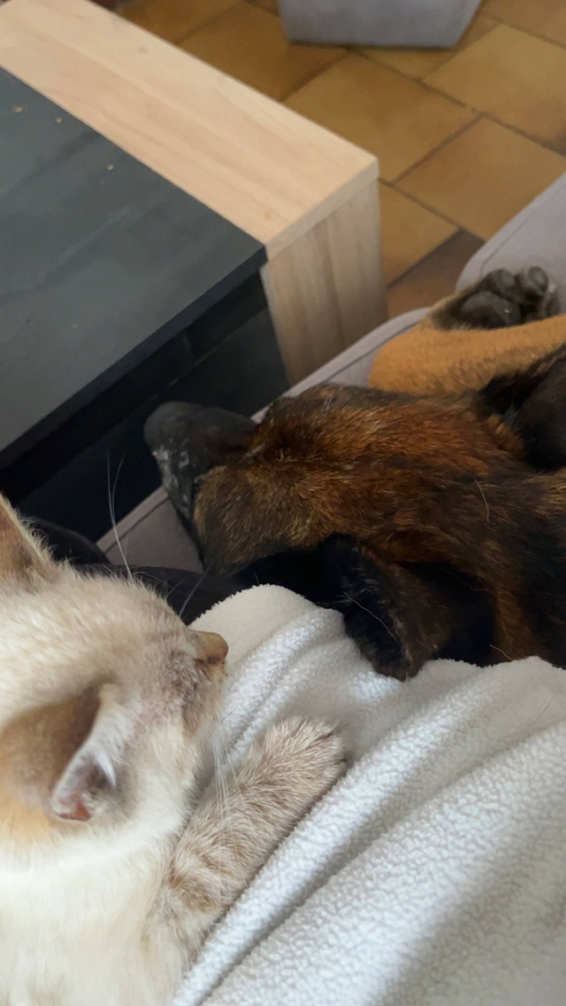 Snow a rejoint le concours — aidez-le/la à gagner de superbes lots ! box, canidae, carnivore, cat, claw, comfort, companion_dog, dog_breed, fawn, felidae, fur, linens, mammal, nap, shipping_box, small_to_medium_sized_cats, snout, sporting_group, vertebrate, whiskers