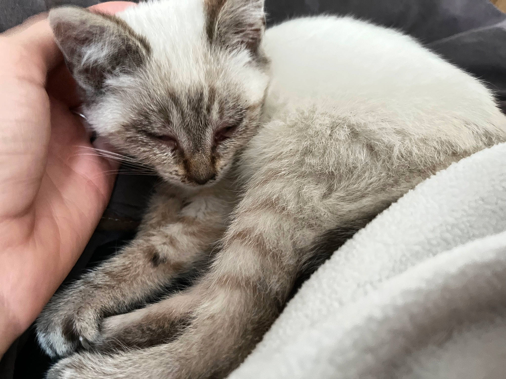 Snow a rejoint le concours — aidez-le/la à gagner de superbes lots ! carnivore, cat, claw, comfort, domestic_short_haired_cat, felidae, fur, grey, nail, nap, paw, sleep, small_to_medium_sized_cats, snout, whiskers