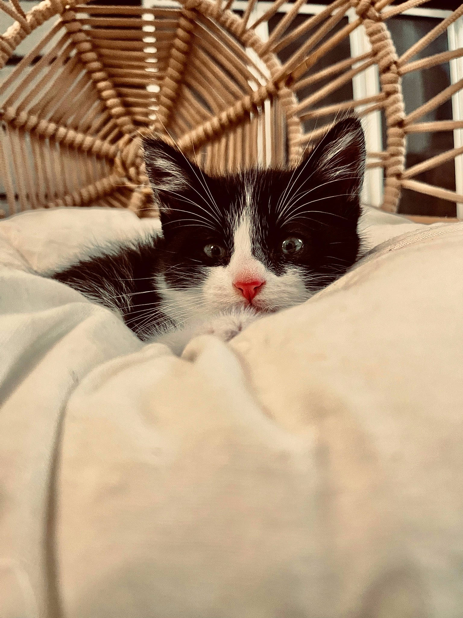 Benito joined the competition — help win amazing prizes! carnivore, cat, comfort, domestic_short_haired_cat, eye, felidae, fur, hair, head, metal, nap, paw, sleep, small_to_medium_sized_cats, snout, tail, tints_and_shades, tree, whiskers