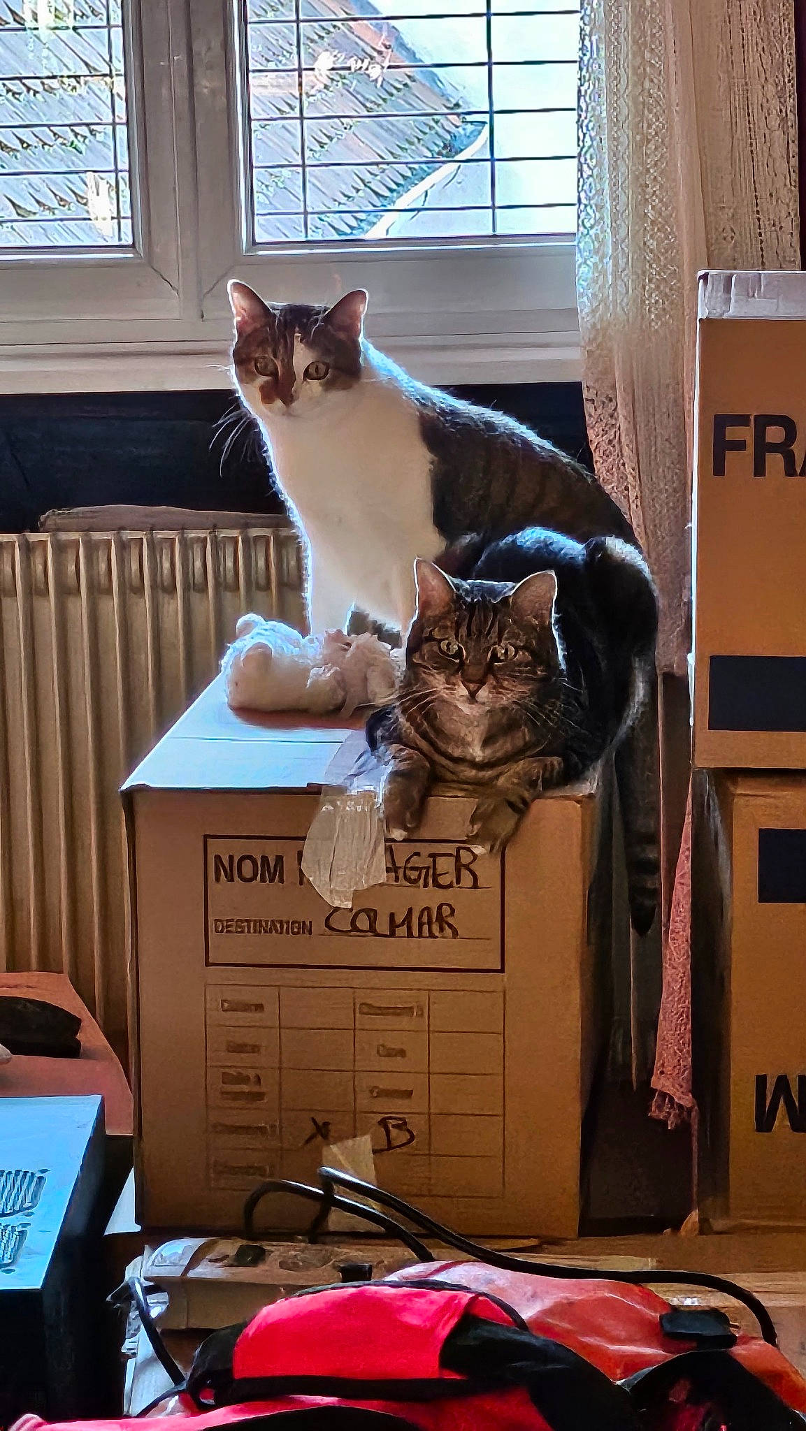 César a rejoint le concours — aidez-le/la à gagner de superbes lots ! box, cabinetry, cardboard, carnivore, cat, comfort, domestic_short_haired_cat, event, eyewear, felidae, fur, packaging_and_labeling, pet_supply, shipping_box, sitting, small_to_medium_sized_cats, vertebrate, whiskers, window, window_blind