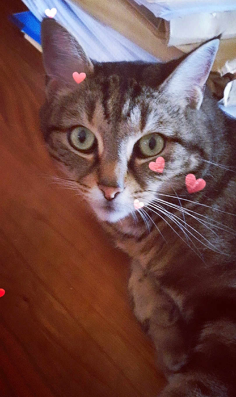 César