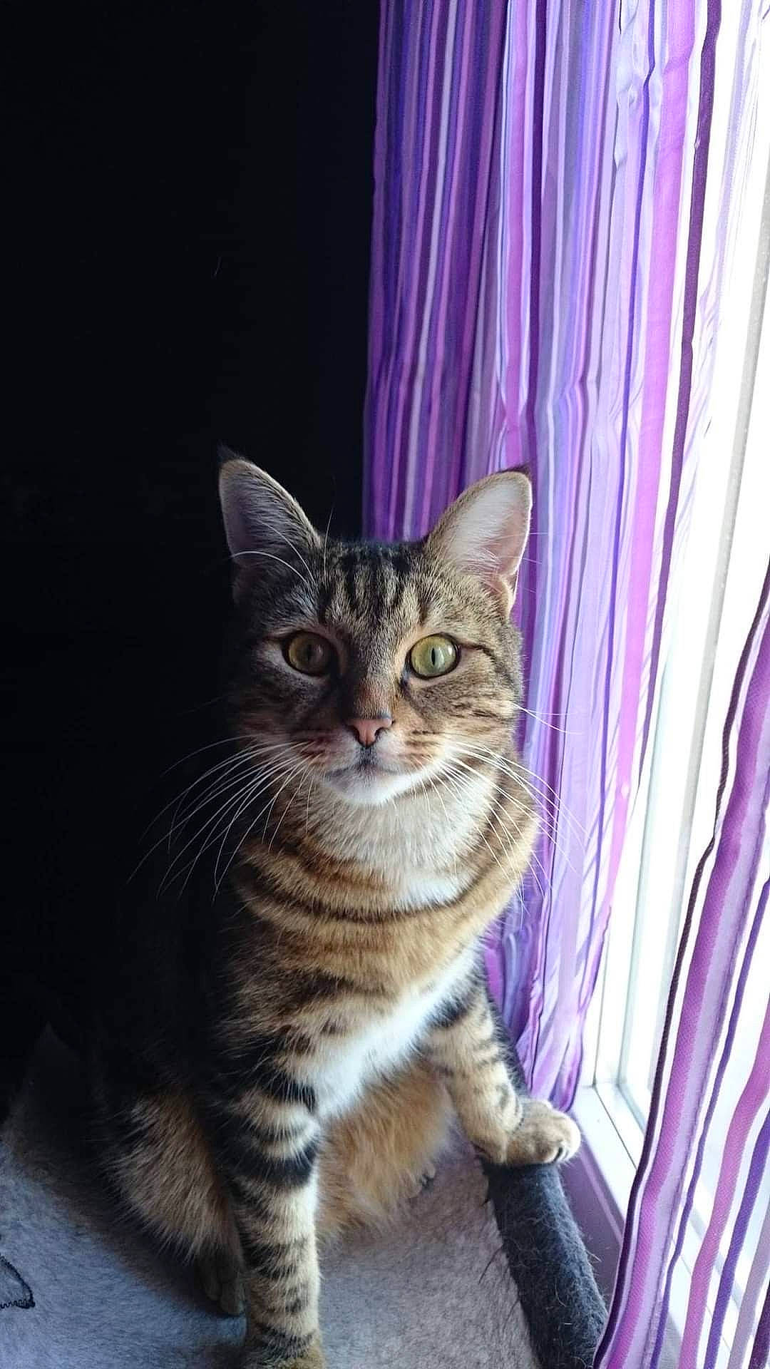 César a rejoint le concours — aidez-le/la à gagner de superbes lots ! carnivore, cat, curtain, domestic_short_haired_cat, door, felidae, fur, magenta, purple, sitting, small_to_medium_sized_cats, snout, tail, terrestrial_animal, whiskers, wildlife, window