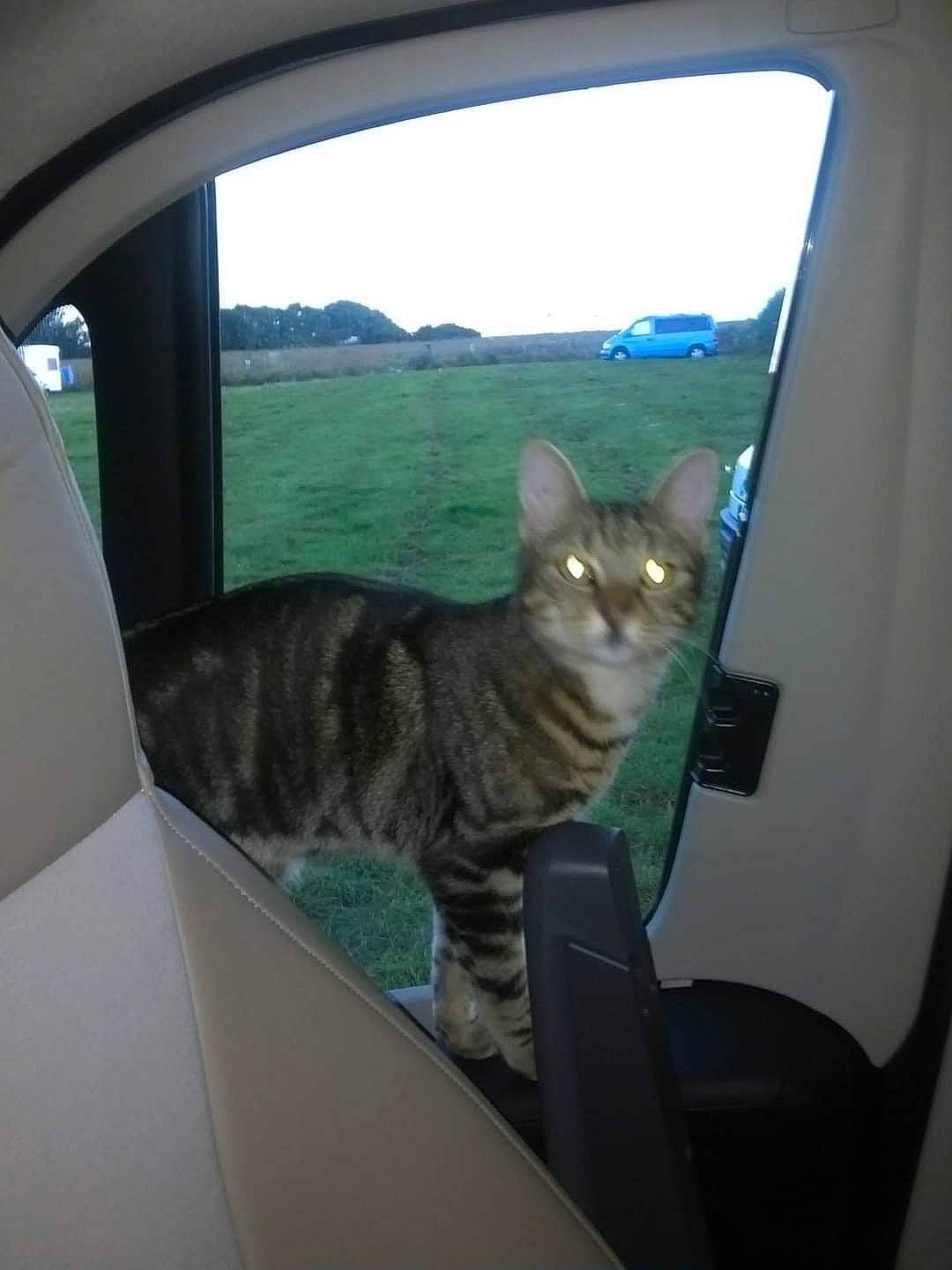 César participe au concours pour gagner de l'argent avec cette photo : auto_part, automotive_exterior, automotive_window_part, carnivore, cat, comfort, daylighting, domestic_short_haired_cat, door, felidae, fur, sky, small_to_medium_sized_cats, tail, tints_and_shades, tree, vehicle_door, whiskers, window, windshield