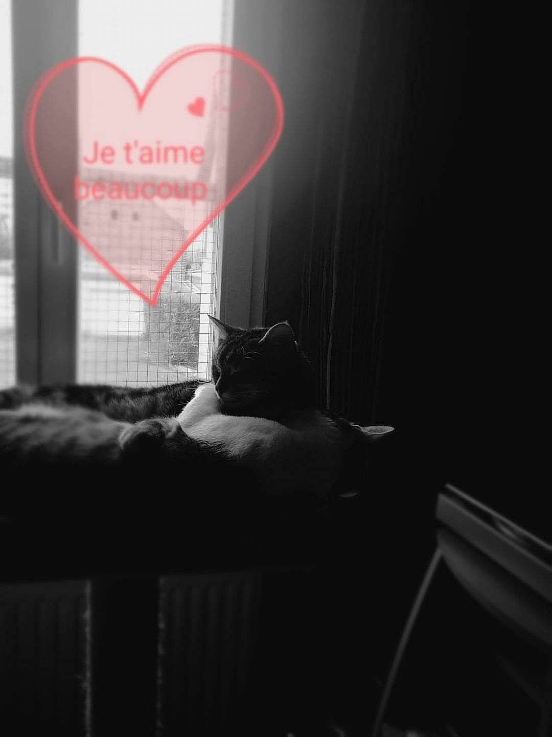 Milka a rejoint le concours — aidez-le/la à gagner de superbes lots ! bed, bedding, carnivore, cat, comfort, darkness, felidae, flash_photography, font, grey, human_leg, linens, monochrome_photography, pillow, room, small_to_medium_sized_cats, textile, tints_and_shades, tree, whiskers