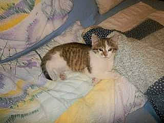 Milka a rejoint le concours — aidez-le/la à gagner de superbes lots ! carnivore, cat, cat_supply, comfort, domestic_short_haired_cat, felidae, fur, paw, small_to_medium_sized_cats, tail, terrestrial_animal, whiskers