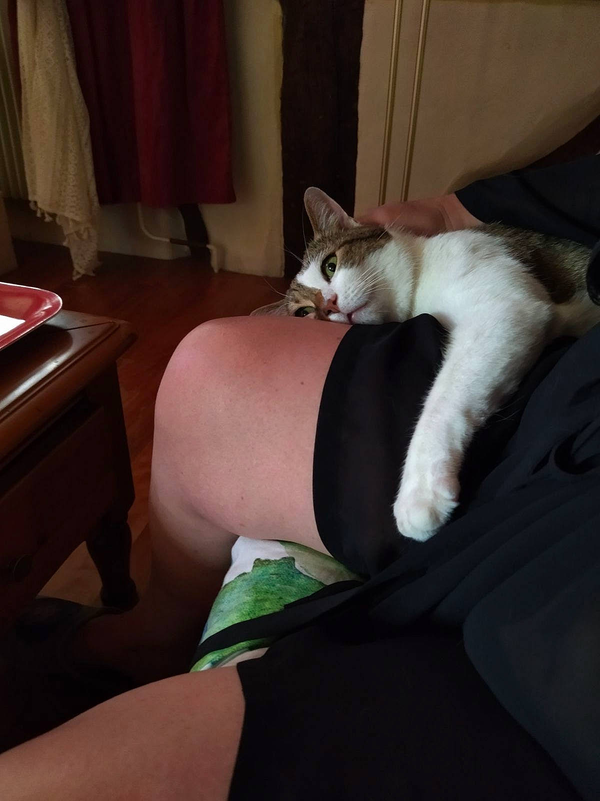 Milka participe au concours pour gagner de l'argent avec cette photo : carnivore, cat, comfort, companion_dog, curtain, domestic_short_haired_cat, elbow, eye, felidae, foot, human_body, human_leg, knee, lap, linens, sitting, small_to_medium_sized_cats, tail, thigh, whiskers