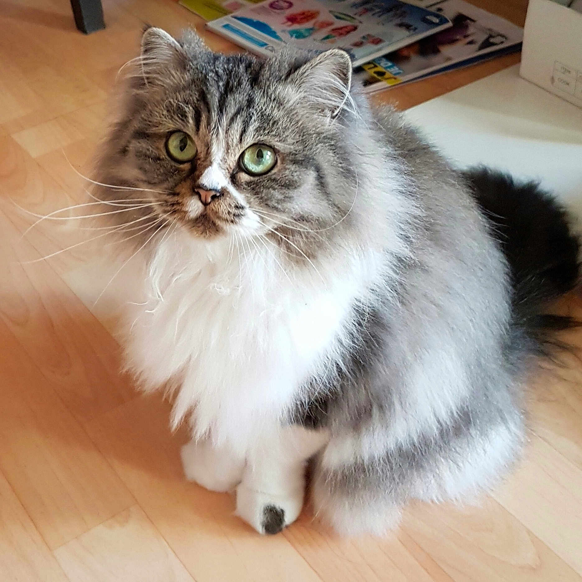 Bébé a rejoint le concours — aidez-le/la à gagner de superbes lots ! abyssinian, angora, animal, cat, face, furniture, hardwood, head, indoors, interiordesign, kitten, manx, person, pet, plywood, snout, stainedwood, table, text, wood