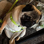 Tulipe participe au concours pour gagner de l'argent avec cette photo : dog, pug, pet, animal, canine, harness, yellow_harness, sitting, crossed_paws, outdoor, rock, stone, ground, fur, cute, looking_up, expression, companion, domestic_animal, closeup
