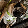 dog, pug, pet, animal, canine, harness, yellow_harness, sitting, crossed_paws, outdoor, rock, stone, ground, fur, cute, looking_up, expression, companion, domestic_animal, closeup