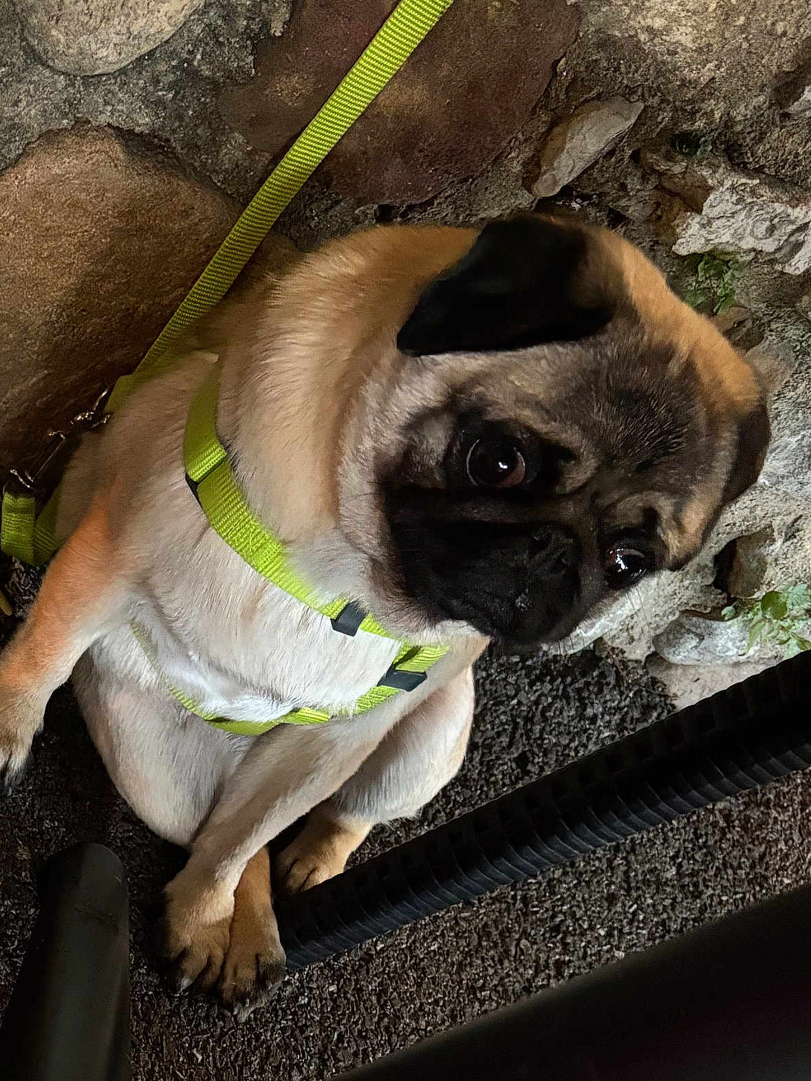 Tulipe participe au concours pour gagner de l'argent avec cette photo : dog, pug, pet, animal, canine, harness, yellow_harness, sitting, crossed_paws, outdoor, rock, stone, ground, fur, cute, looking_up, expression, companion, domestic_animal, closeup