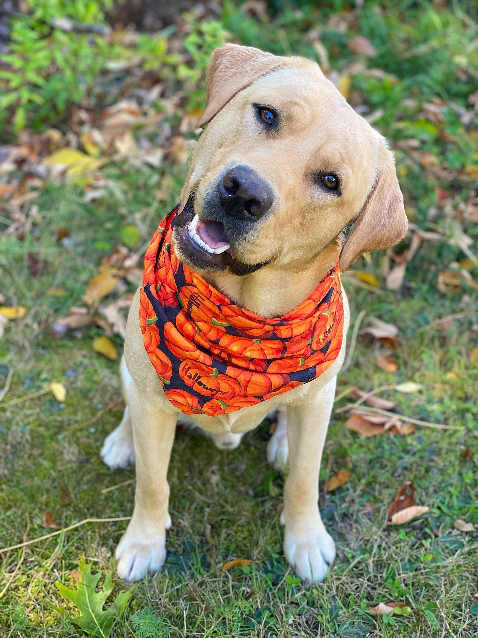 Bruin is registered to the contest to win money with this photo: canidae, carnivore, companion_dog, dog, dog_breed, dog_clothes, fawn, golden_retriever, grass, hunting_dog, labrador_retriever, mammal, mountain_cur, puppy, retriever, snout, sporting_group, vertebrate
