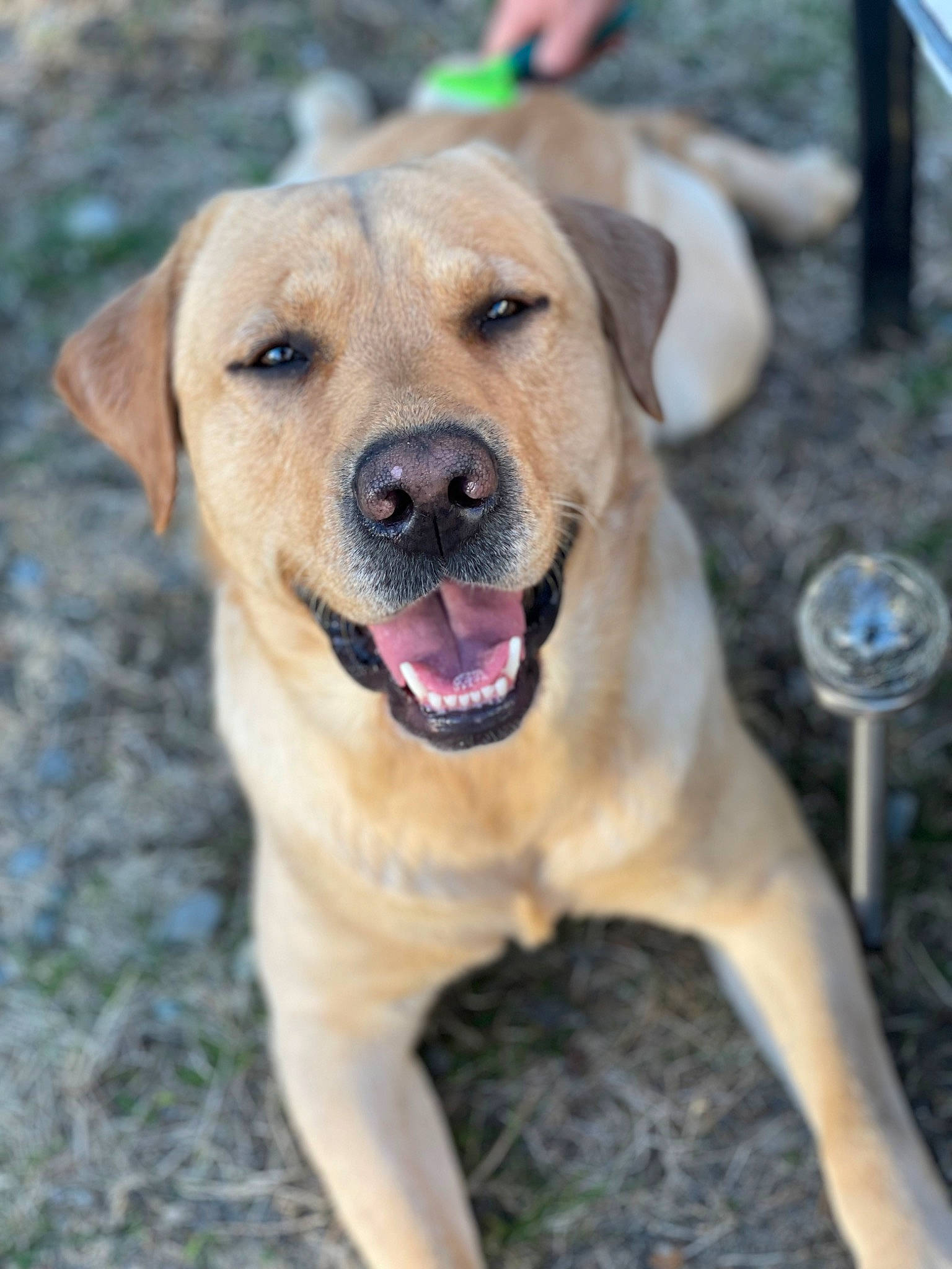 Bruin joined the competition — help win amazing prizes! canidae, carnivore, collar, companion_dog, dog, dog_breed, fang, fawn, grass, hunting_dog, labrador_retriever, plant, snout, sporting_group, tail, terrestrial_animal, whiskers, wildlife, working_animal, working_dog