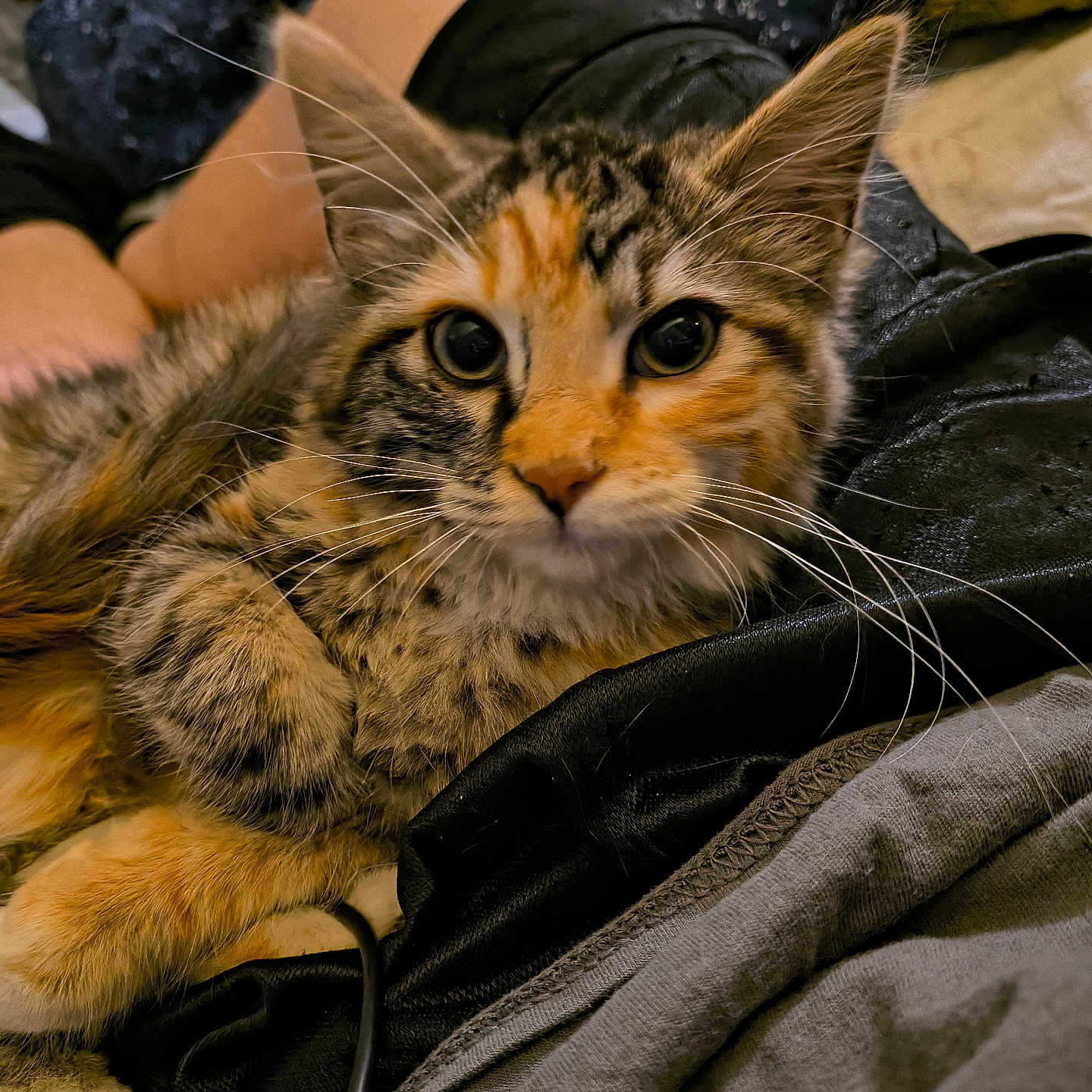 Gracie Lou joined the competition — help win amazing prizes! abyssinian, animal, armchair, bed, blanket, cat, chair, clothing, couch, cushion, furniture, homedecor, hoodie, kitten, knitwear, manx, person, pet, quilt, sleeping