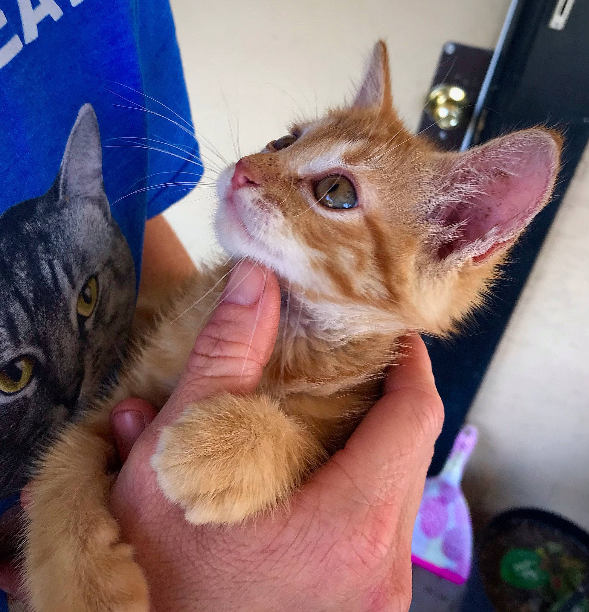 Miricle is registered to the contest to win money with this photo: carnivore, cat, claw, domestic_short_haired_cat, ear, fawn, felidae, fur, gesture, hand, lap, nail, paw, small_to_medium_sized_cats, snout, whiskers