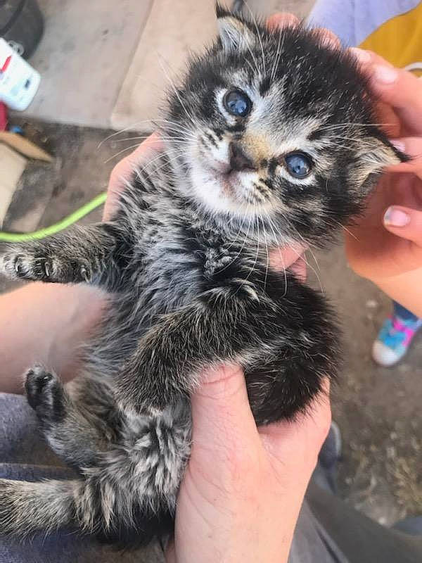 Maximus joined the competition — help win amazing prizes! carnivore, cat, claw, comfort, domestic_short_haired_cat, felidae, finger, fur, hand, nail, paw, small_to_medium_sized_cats, snout, tail, terrestrial_animal, whiskers