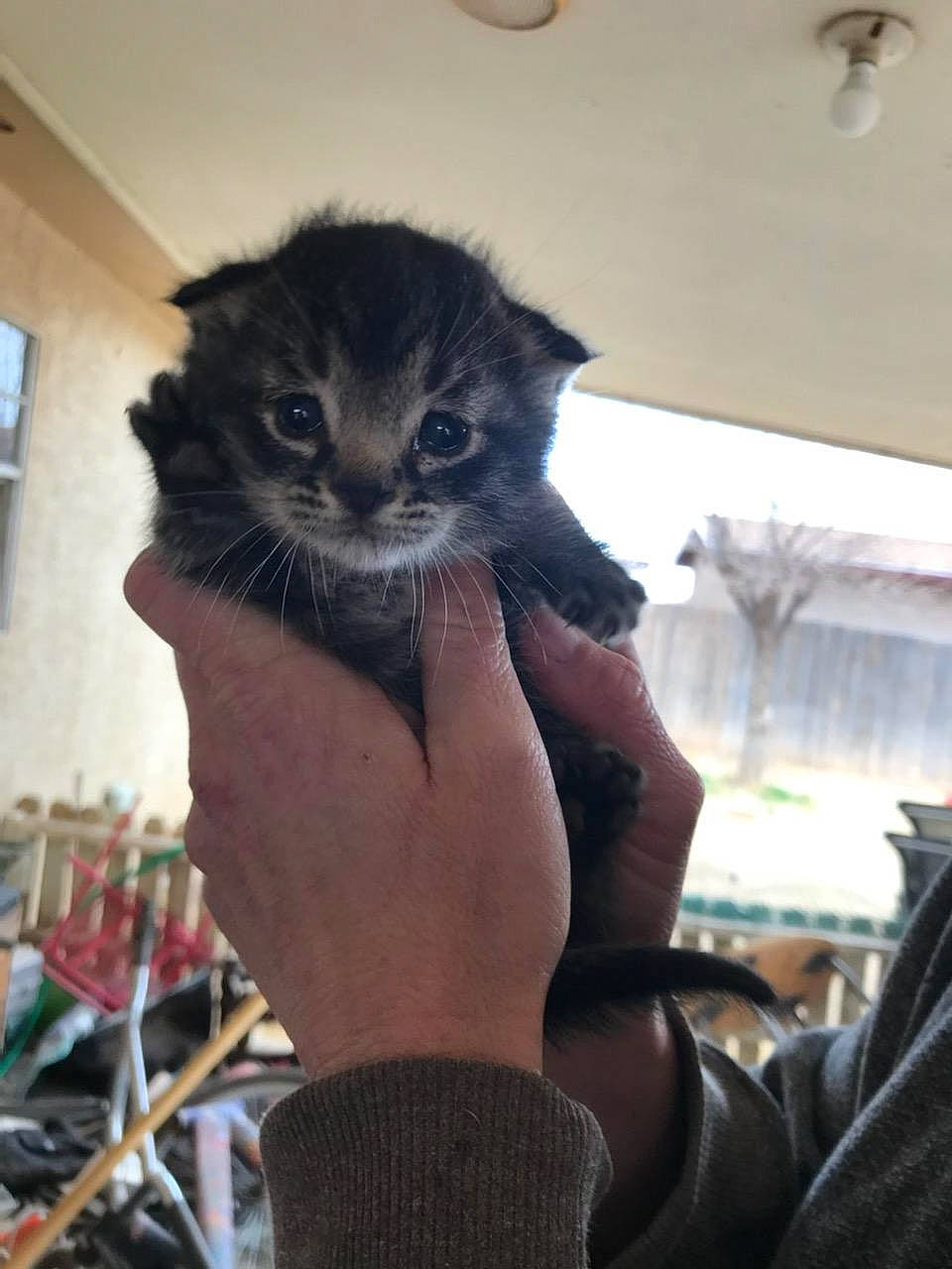 Maximus joined the competition — help win amazing prizes! carnivore, cat, claw, comfort, domestic_short_haired_cat, felidae, finger, fur, gesture, mammal, nail, plant, sitting, small_to_medium_sized_cats, tail, vertebrate, whiskers, window