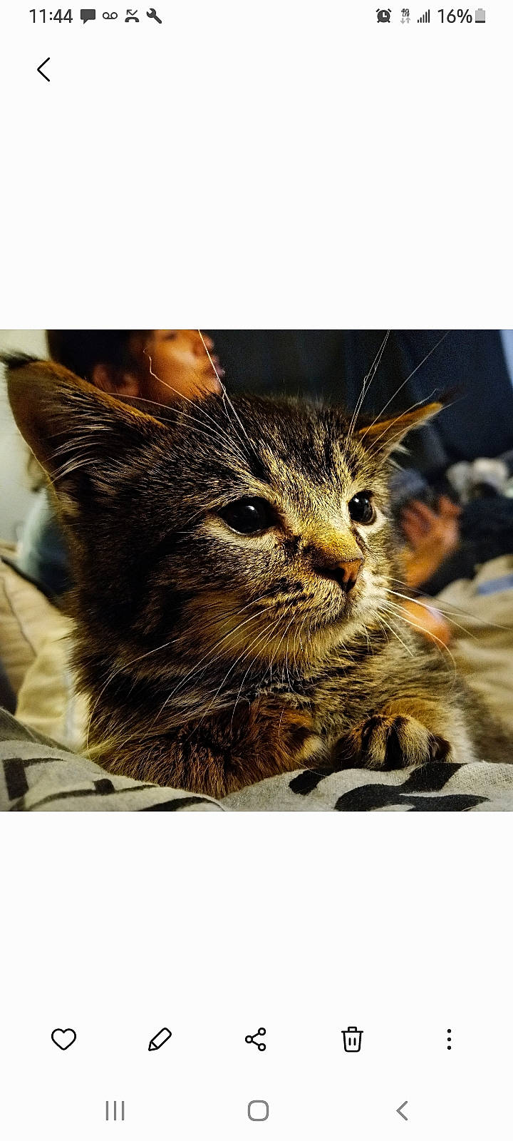 Maximus joined the competition — help win amazing prizes! carnivore, cat, claw, comfort, domestic_short_haired_cat, felidae, fur, gesture, grass, paw, rectangle, sitting, small_to_medium_sized_cats, snout, stock_photography, terrestrial_animal, vertebrate, whiskers