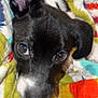Millie joined the competition — help win amazing prizes! puppy, dog, close_up, black_and_white, quilt, colorful, blanket, cute, pet, animal, fur, ears, face, nose, whiskers, indoor, soft, resting, young, adorable