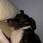 Millie joined the competition — help win amazing prizes! dog, black_and_white, sleeping, close_up, indoor, pillow, resting, animal, pet, fur, relaxed, mammal, companion, cute, laying_down, domestic_animal, snout, ear, quiet, calm