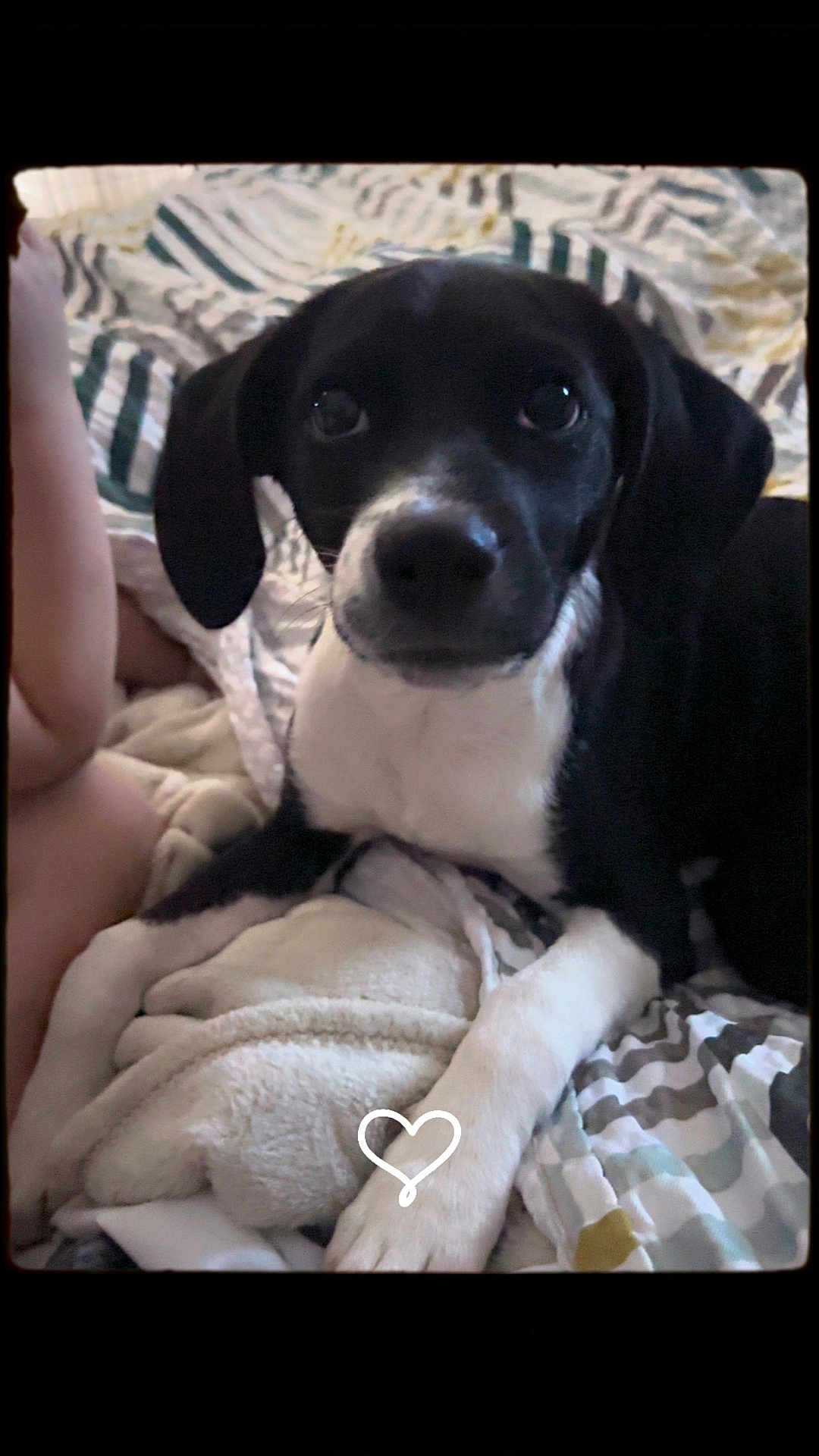 Millie joined the competition — help win amazing prizes! dog, black_and_white, bed, blanket, cozy, indoor, pet, animal, cute, resting, paw, fur, looking, portrait, companion, domestic, canine, friendly, relaxed, heart_doodle