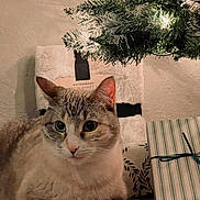 Freya joined the competition — help win amazing prizes! blanket, cat, christmas_tree, cozy, decorations, domestic, ears, feline, floor, fur, gift, holiday, indoor, paws, pet, present, relaxed, soft_lighting, striped, whiskers