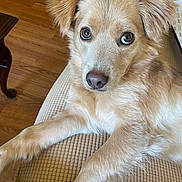 Willy joined the competition — help win amazing prizes! dog, golden_fur, pet, animal, couch, indoor, wooden_floor, close_up, looking_at_camera, relaxed, canine, furry, paw, ears, snout, household, domestic, companion, fur_texture, resting