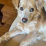 dog, golden_fur, pet, animal, couch, indoor, wooden_floor, close_up, looking_at_camera, relaxed, canine, furry, paw, ears, snout, household, domestic, companion, fur_texture, resting