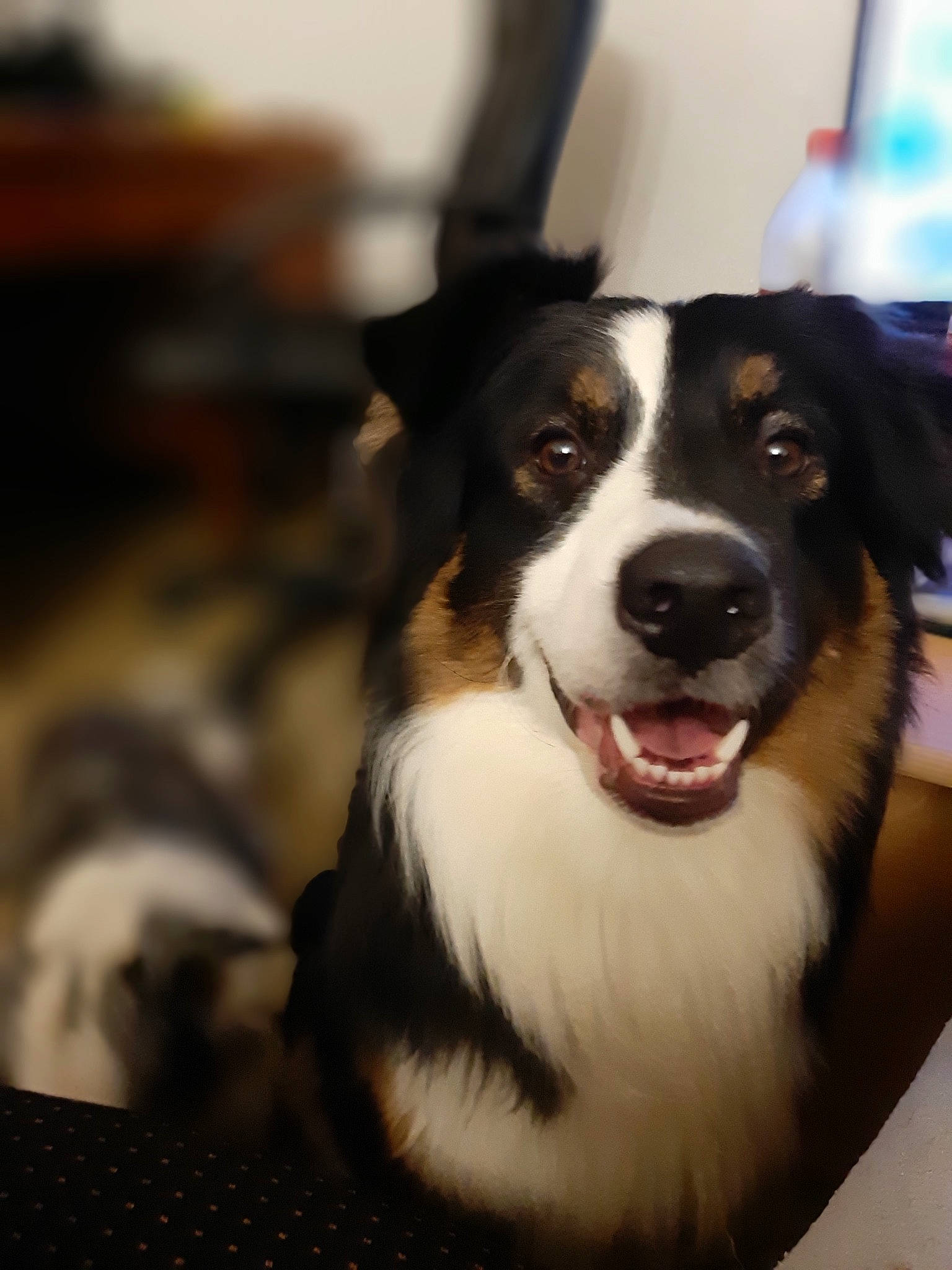 Norton a rejoint le concours — aidez-le/la à gagner de superbes lots ! australian_collie, australian_shepherd, bernese_mountain_dog, border_collie, canidae, cardigan_welsh_corgi, carnivore, companion_dog, dog, dog_breed, english_shepherd, herding_dog, mammal, rare_breed_dog, snout, sporting_group, vertebrate, welsh_sheepdog, whiskers, working_dog