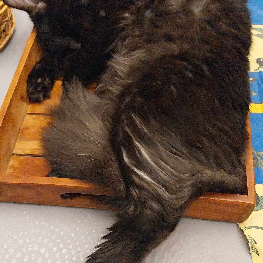 Alvin a rejoint le concours — aidez-le/la à gagner de superbes lots ! animal, basket, black_cat, cat, comfort, cozy, domestic_animal, fur, furniture, home, indoor, long_fur, nap, pet, relaxation, resting, sleeping, table, tail, wooden_tray