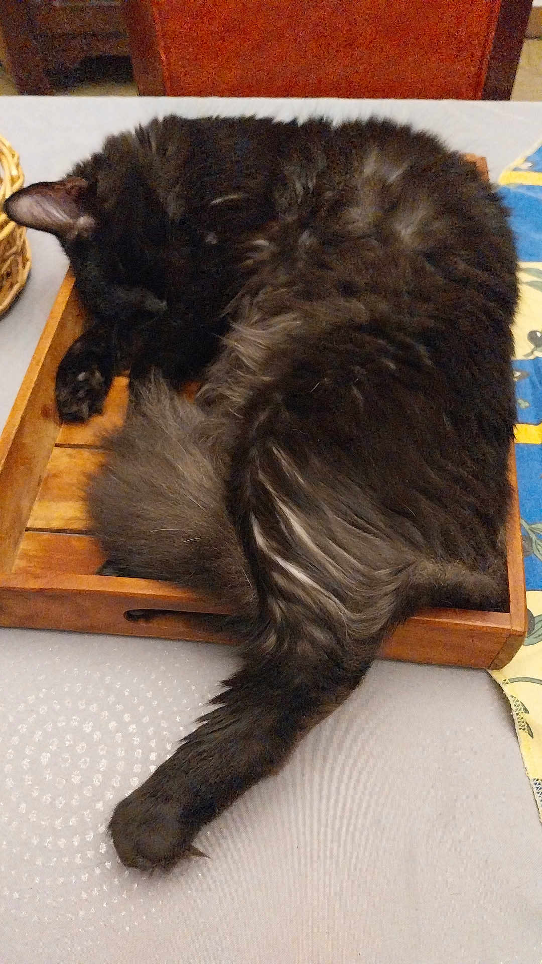 Alvin a rejoint le concours — aidez-le/la à gagner de superbes lots ! cat, black_cat, sleeping, wooden_tray, tail, fur, indoor, domestic_animal, resting, cozy, table, basket, furniture, relaxation, pet, nap, long_fur, animal, comfort, home